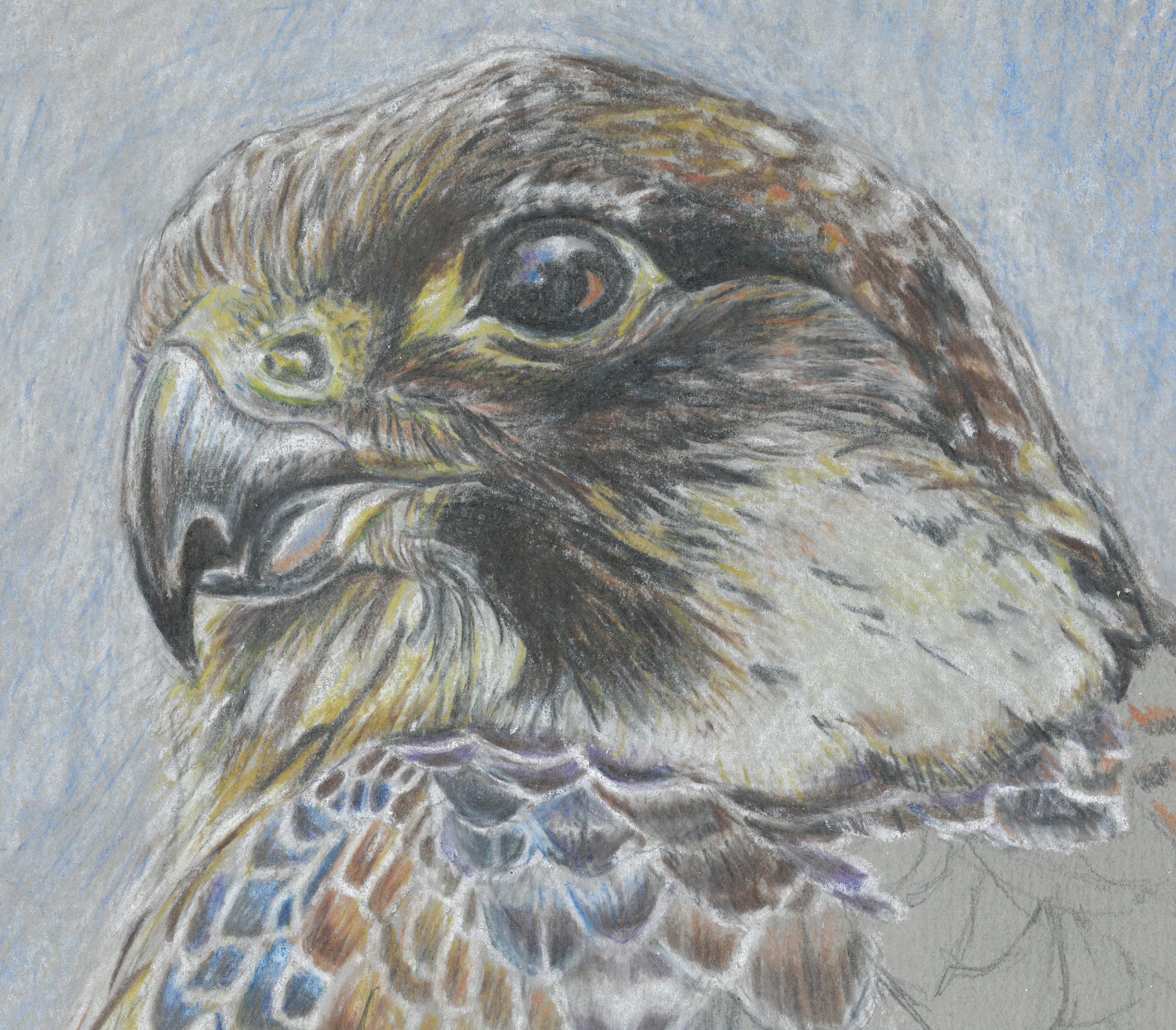 perigrine falcon crop